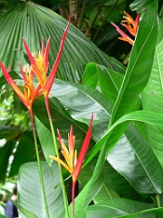105 Cairns Botanic Gardens